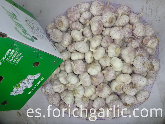 Fresh Garlic Export